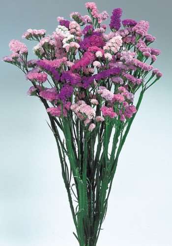 STATICE TONALITA' ROSA GR.10